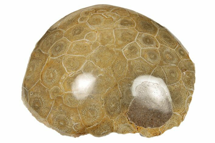 3.55" Polished Fossil Coral (Actinocyathus) Head - Morocco